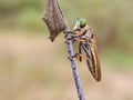 Rainbow robberfly Royalty Free Stock Photo