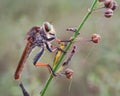 Rainbow robberfly Royalty Free Stock Photo