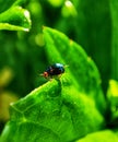 Little blue bug playing on the green leaf in the morning Royalty Free Stock Photo