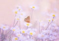 Little blue butterfly bluehead on daisy flowers in a meadow. Royalty Free Stock Photo