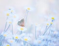 Little blue butterfly bluehead on daisy flowers in a meadow. Artistic tender photo.