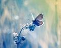 little blue butterfly, copper-butterfly sits on a delicate Royalty Free Stock Photo