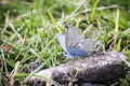 Little blue butterfly on a dirty rock Royalty Free Stock Photo