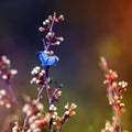 Little blue butterfly, Icarus sitting on a branch of flowering c