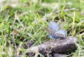 Little blue butterfly on a dirty rock Royalty Free Stock Photo