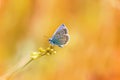 A little blue butterfly sitting on a blade of grass on a sunlit Royalty Free Stock Photo