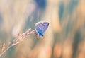 A little blue butterfly sitting on a blade of grass on a sunlit Royalty Free Stock Photo