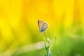 A little blue butterfly sitting on a blade of grass on a sunlit Royalty Free Stock Photo