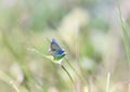 Blue butterfly sitting on a blade of grass on a sunlit meadow Royalty Free Stock Photo