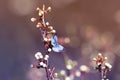 Little blue butterfly sitting on a blossoming branch Royalty Free Stock Photo