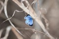 Little blue butterfly sitting on a branch Royalty Free Stock Photo