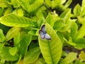 Little blue colorful butterfly rest on the green leaf Royalty Free Stock Photo