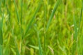 Little blue dragonfly sitting on a green stalk Royalty Free Stock Photo