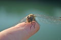 Little blue dragonfly standing at human finger and looking into the camera Royalty Free Stock Photo