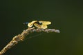 A little blue dragonlet dragonfly Royalty Free Stock Photo