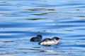 Little blue fairy Penguins Royalty Free Stock Photo