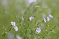 Little blue flax flowers and a green background