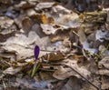 Little blue flower