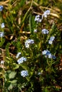 Little blue flower, forget-me-not growing in the grass