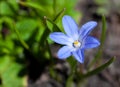 Little blue flower Royalty Free Stock Photo