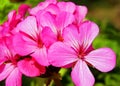 Little blue flower Pelargonium Royalty Free Stock Photo
