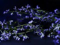 little blue flowers on a black background. soft focus the authors idea