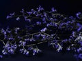 little blue flowers on a black background. soft focus the authors idea