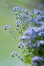 Little blue flowers forget-me-not near window with raindrops Royalty Free Stock Photo