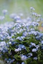 Little blue flowers forget-me-not near window with raindrops Royalty Free Stock Photo