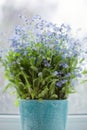 Little blue flowers forget-me-not near window with raindrops Royalty Free Stock Photo