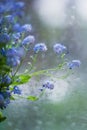 Little blue flowers forget-me-not near window with raindrops Royalty Free Stock Photo