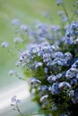 Little blue flowers forget-me-not near window with raindrops Royalty Free Stock Photo