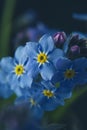 Little blue flowers Forget me not spring bouquet on dark background. Abstract floral background. Selective focus Royalty Free Stock Photo