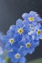 Little blue flowers Forget me not spring bouquet on dark background. Abstract floral background. Selective focus Royalty Free Stock Photo