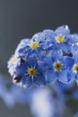 Little blue flowers Forget me not spring bouquet on dark background. Abstract floral background. Selective focus Royalty Free Stock Photo