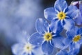 Little blue flowers Forget me not spring bouquet on dark background. Abstract floral background. Selective focus Royalty Free Stock Photo