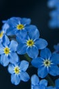 Little blue flowers Forget me not spring bouquet on dark background. Abstract floral background. Selective focus Royalty Free Stock Photo