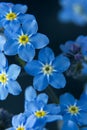 Little blue flowers Forget me not spring bouquet on dark background. Abstract floral background. Selective focus Royalty Free Stock Photo