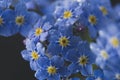 Little blue flowers Forget me not spring bouquet on dark background. Abstract floral background. Selective focus Royalty Free Stock Photo