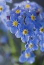 Little blue flowers Forget me not spring bouquet on dark background. Abstract floral background. Selective focus Royalty Free Stock Photo