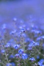 Little blue forget-me-not flower. Wild flower