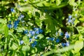 Little blue forget-me-not flowers grow in the green in the meadow. close photo, macro Royalty Free Stock Photo