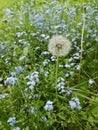 Little blue forget me not flowers on spring meadow. Dandelion Royalty Free Stock Photo