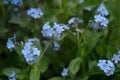 Little blue forget-me-not flowers on spring meadow. floral background Royalty Free Stock Photo