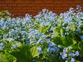 Little blue forget-me-not flowers on spring meadow Royalty Free Stock Photo