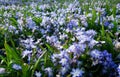 Little blue forget-me-not flowers on spring meadow (Forget-me-nots, Myosotis sylvatica, Myosotis scorpioides). Closeup