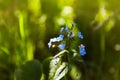 Little blue forget-me-not flowers on spring meadow in the sunlights. Royalty Free Stock Photo