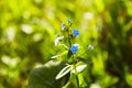 Little blue forget-me-not flowers on spring meadow in the sunlights. Royalty Free Stock Photo