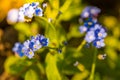 Bright bunches of blue flowers young forget me not Royalty Free Stock Photo