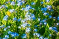 Little blue forget-me-not flowers in the sun on spring meadow. Royalty Free Stock Photo